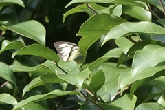 Appias lyncida