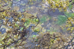 Nemalion elminthoides