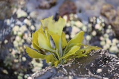 Pachymenia dichotoma