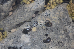 Patelloida corticata