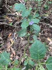 Solanum prinophyllum