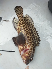 Epinephelus quoyanus