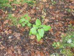 Clerodendrum trichotomum