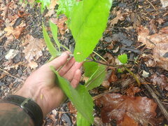 Clerodendrum trichotomum