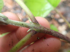Clerodendrum trichotomum