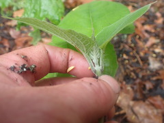 Clerodendrum trichotomum