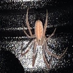 Larinia directa