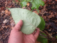 Clerodendrum trichotomum