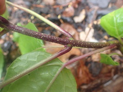 Clerodendrum trichotomum