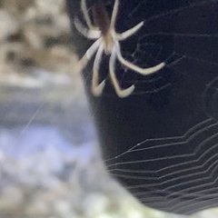Larinia directa