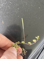 Epilobium nummulariifolium