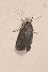 Spodoptera cilium