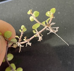 Epilobium nummulariifolium