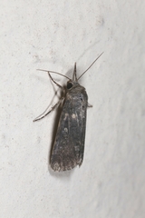 Spodoptera cilium