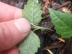 Clerodendrum trichotomum