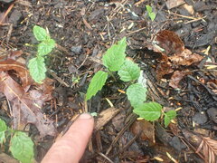 Clerodendrum trichotomum
