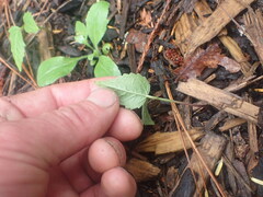 Clerodendrum trichotomum