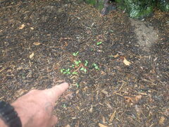 Clerodendrum trichotomum