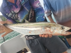 Scomberomorus queenslandicus