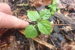 Clerodendrum trichotomum