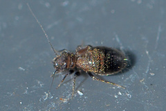 Lepinotus reticulatus