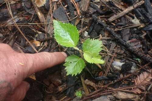 Cerasus spachiana iNat (1)