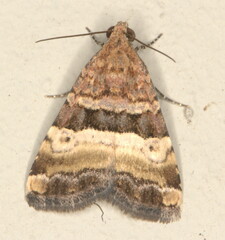Pseudozarba opella