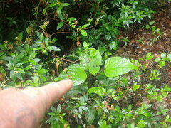 Clerodendrum trichotomum