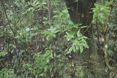 Dendropanax dentiger