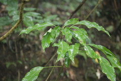 Dendropanax dentiger