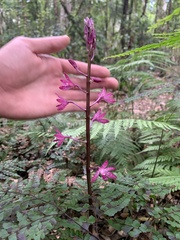 Dipodium punctatum