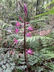Dipodium punctatum