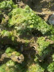 Ulvaceae