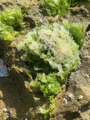 Ulvaceae