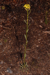 Erysimum inconspicuum