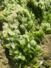 Ulvaceae