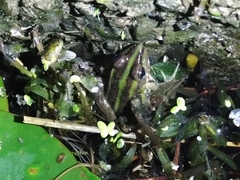 Pelophylax fukienensis