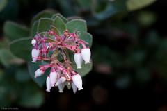 Arctostaphylos auriculata