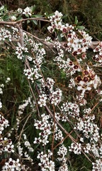Sannantha pluriflora