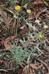Leucochrysum albicans albicans