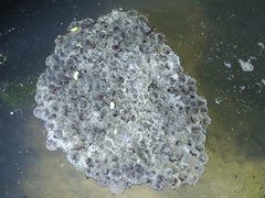 Rana longicrus