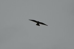 Falco longipennis