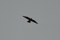 Falco longipennis
