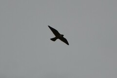 Falco longipennis
