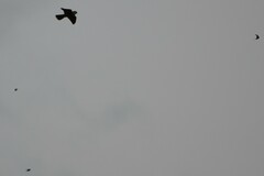 Falco longipennis