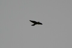 Falco longipennis