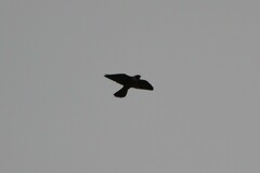 Falco longipennis