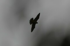 Falco longipennis