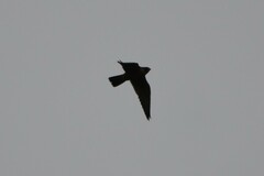 Falco longipennis