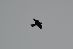 Falco longipennis